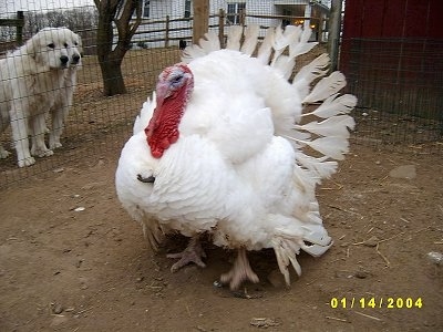 What sounds does a female turkey make?