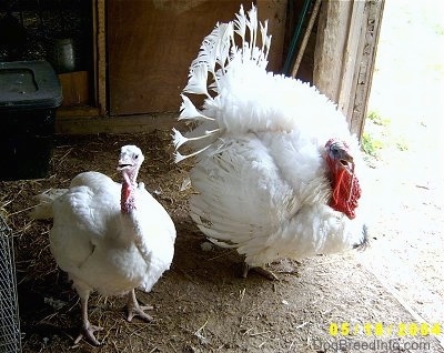 A female turkey(left) is standing in dirt next to a male turkey(right) in front of a doorway looking to the left inside of a barn.