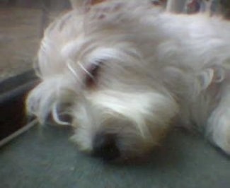 Close up head shot - A West Highland White Terrier is sleeping on a carpet and in front of a sliding door.