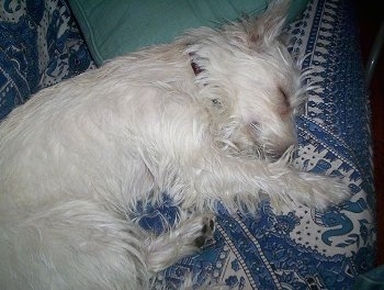 A West Highland White Terrier is sleeping on its left side on a blue and white couch.