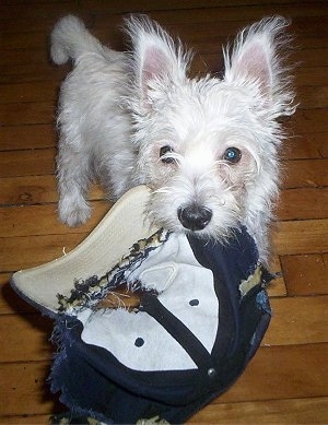 A West Highland White Terrier puppy is standing across a hardwood floor and it has a chewed up baseball hat in its mouth.