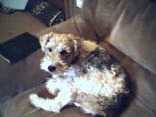 A tan with black Wire Fox Terrier is laying down on a brown couch curled in a ball looking up.