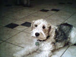 The front left side of a wavy coated, tan with black Wire Fox Terrier dog laying across a tiled floor and it is looking forward.