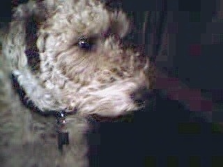 Close up side view head shot - A tan with black Wire Fox Terrier is sitting on a carpet and it is looking to the right.