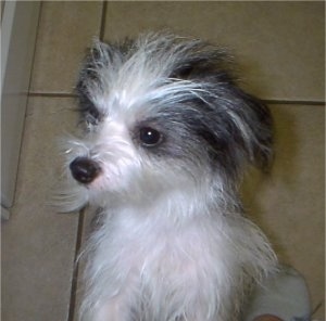 Close up - The left side of a white with black Yorktese that is sitting on a tiled floor