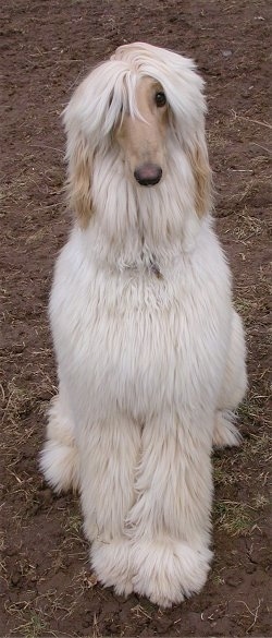 A tan Afghan Hound is sitting in dirt and it is looking forward.