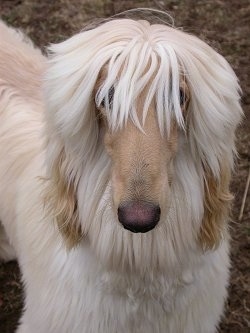 Close up - A tan Afghan Hound with bangs in eyes is standing on dirt and it is looking forward.