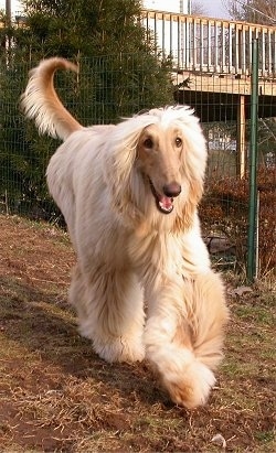 A tan Afghan Hound is running along a fence line with its mouth open.