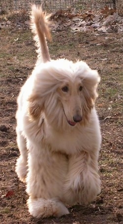 A tan Afghan Hound running down dirt path. It is looking down and to the right.