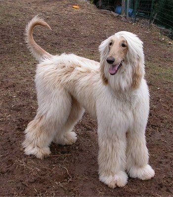 The front right side of a tan Afghan Hound standing in dirt with his tail up.