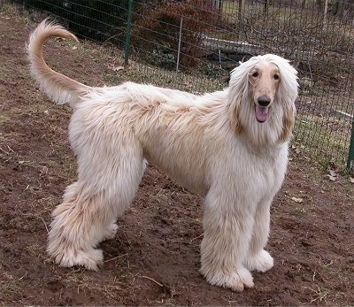 Afghan Hound Puppy Dogs