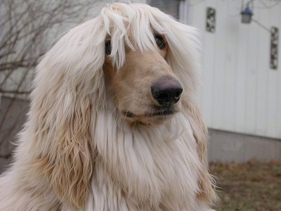 Close up - A tan Afghan Hound has its bangs covering its eyes.