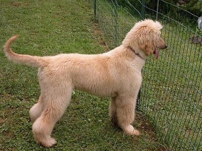 Afghan Hound puppy looking out of a fence