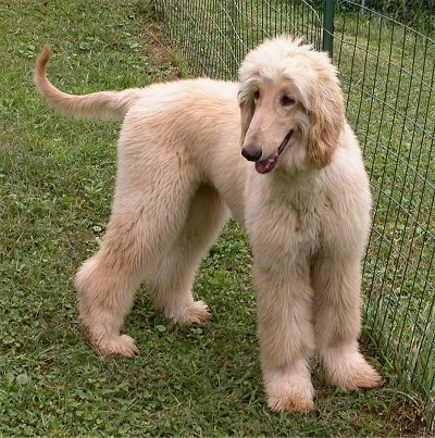 The right side of a tan Afghan Hound that is standing next to a fence and it is looking forward.