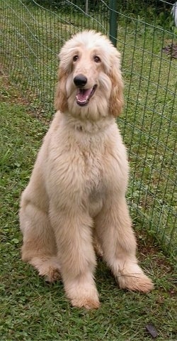 The front left side of a tan Afghan Hound is sitting next to fence with mouth its open