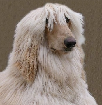 Close up - The front right side of a tan Afghan Hound with its hair hanging over his eyes and it is looking to the right.