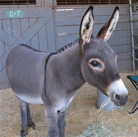 A Donkey is standing in hay and it is looking forward and eating the hay. Behind it is a wooden door with the letter and number 'C-7' on it.