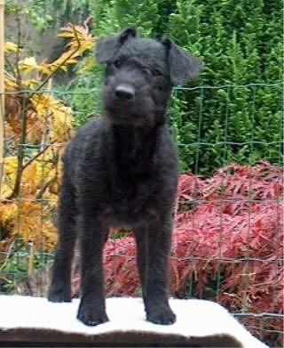 A wavy-coated black Lakeland Terrier is standing on a top of a table in a backyard in front of a wire fence with orange, red and green trees behind it. Its head is tilted to the right.