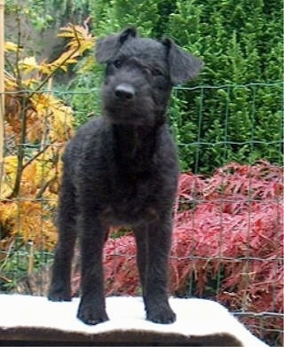 Lakeland Terrier