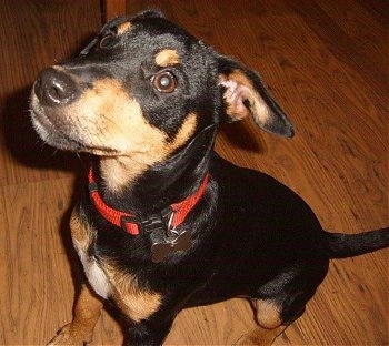 Close up front side view looking down at the dog - A black and tan Patterdale Terrier dog sitting on a hardwood floor looking up and to the left.