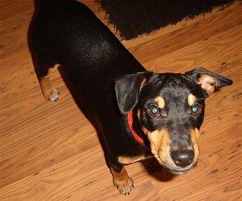 Close up view from the top looking down - A black with tan Patterdale Terrier dog is standing on a hardwood floor and it is looking up.