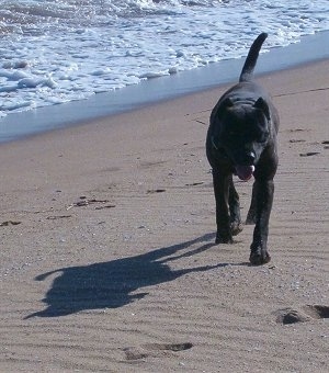 Front view - A black Cimarron Uruguayo is walking up a sandy beach walking away from the water. Its head is level with its body and it is panting.