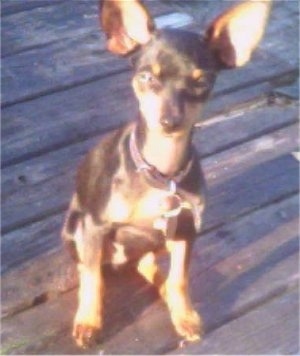 A black with tan Prazsky Krysarik is sitting on a hardwood deck and it is looking up. The dog has buldging eyes, a small head and a long neck.