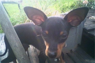 Close up side view - A large eared, black with tan Prazsky Krysarik dog is walking up a wooden porch and it is looking forward. There is grass behind it.