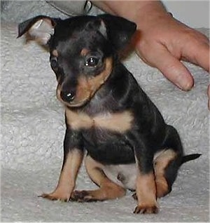 Front side view - A small black with tan Prazsky Krysarik puppy is sitting on a white dog bed and it is looking down and to the left. There is a person standing behind it.