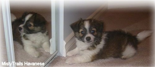 A brown with white and black short-haired Havanese puppy is laying on a tan carpet and in front of a mirror