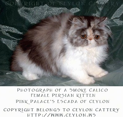 Calico Persian Kitten is standing on a green backdrop and looking down towards the camera holder. 'Photograph of a Smoke Calico Female Persian Kitten Pink Palace's Escada of Ceylon' Copyright Belongs to Ceylon Cattery htt://www.ceylon.ws' are overlayed at the bottom third of the photo