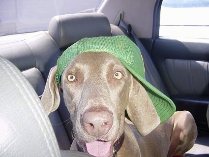 Close up - A Weimaraner dog is laying across the backseat of a vehicle and it has on a green 'John Deere' trucker hat. The dog has a gray liver nose and yellow eyes.