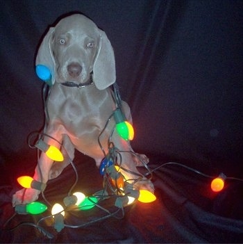 A Weimaraner puppy is sitting against the back of a leather couch and it has lit christmas lights wrapped around it.