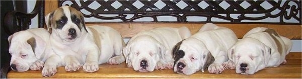 A litter of 5 American Bulldog Puppies laying down on a bench