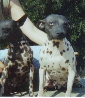 Two American Hairless Terriers are sitting on a sidewalk with a bush and a person behind them