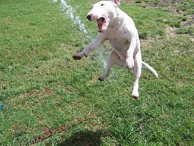 Louie the English Bull Terrier is in mid-jump to chomp at some water which is being sprayed