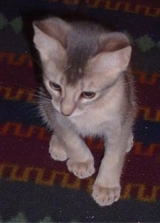 Oscar the Abyssinian kitten sitting on a blanket and looking forward
