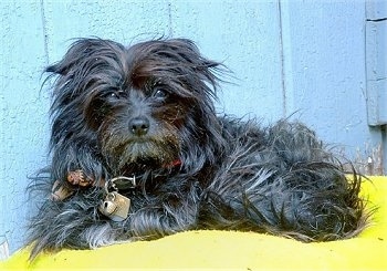 The left side of a black Affenpinscher that is laying across a dog bed against a wooden door