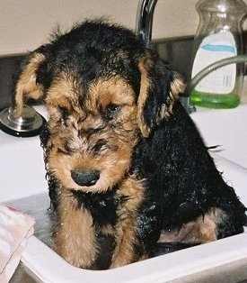 Airedale Puppies on Doug  An Airedale Terrier Puppy At 2 Months Old   Bath Time For Doug