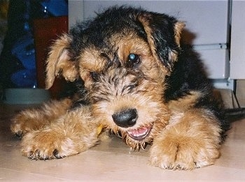 Airedale Puppies on Doug  An Airedale Terrier Puppy At 2 Months Old   Bath Time For Doug