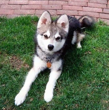 Alaskan Klee Kai dog