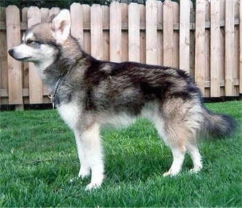 The left side of a white and black with gray Miniature Alaskan Husky with a chain collar on in front of a wooden fence