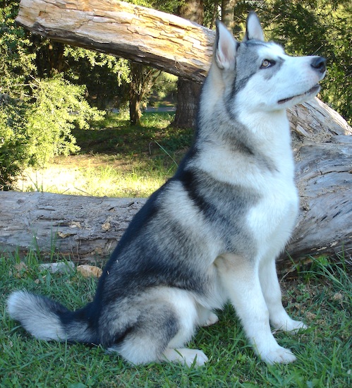 The right side of a black with white Alaskan Malamute that is sitting in grass with its head up