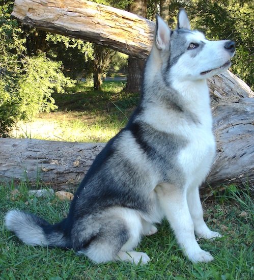 Alaskan Malamute | Dog Doors