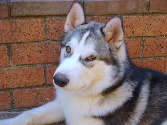 Close up - The left side of a black with white Alaskan Malamute that is laying down against a brick wall.