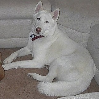 A perk-eared, American White Shepherd/Husky/Malamute mix is laying against the side of the circle area of a white sectional couch.