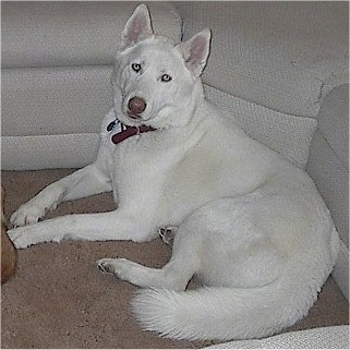 white malamute