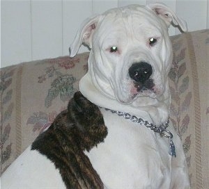 Close up - The right side of a brindle with white American Bulldog taht is sitting on a couch. It is wearing a choke chain collar on.