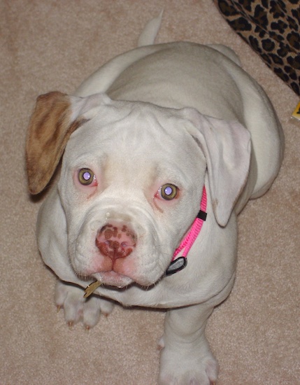 Topdown view of a white with tan American Bulldog puppy that is sitting on a carpet with a leopard print bedding behind it.