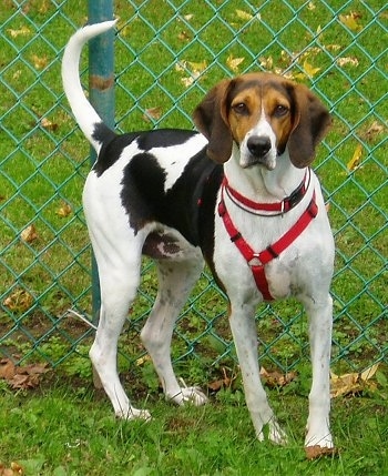 The front right side of a white with black and brown American Foxhound dog standing in grass wearing a harness in front of a chainlink fence